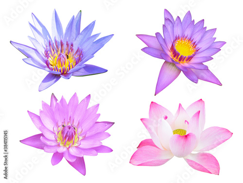 Collection of lotus flower isolated on white background
