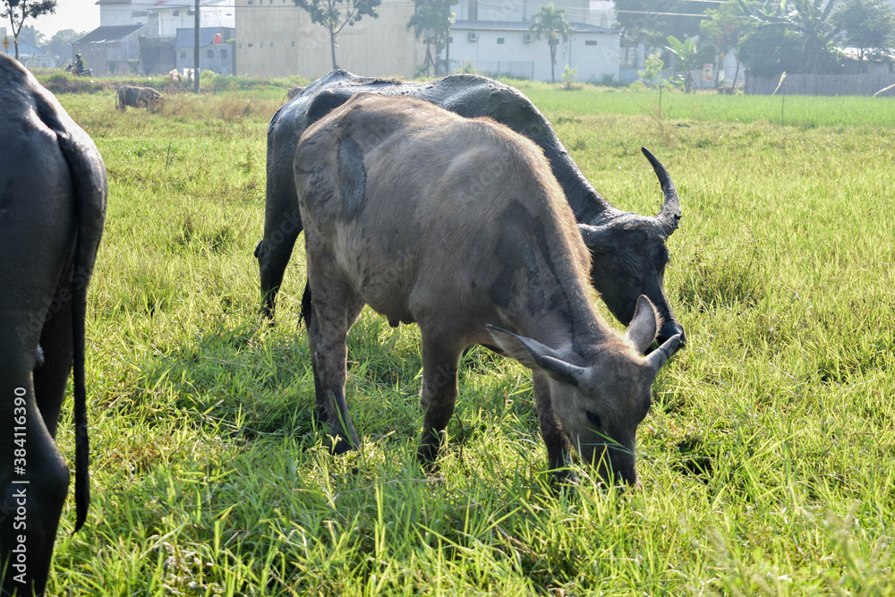 some buffaloes that are grazing and wallowing in the morning in the meadows
some buffaloes that are grazing and wallowing in the morning in the meadows