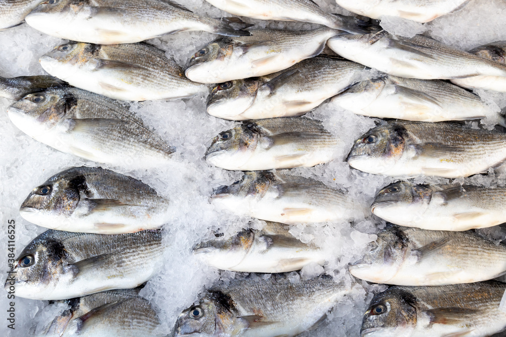 Close Up on a fresh sea beam or dorado fish fresh frozen in the ice. Mediterranean food series.
