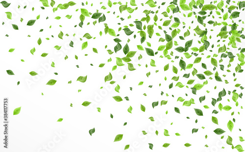 Green Leaf Herbal White And Gray Background 