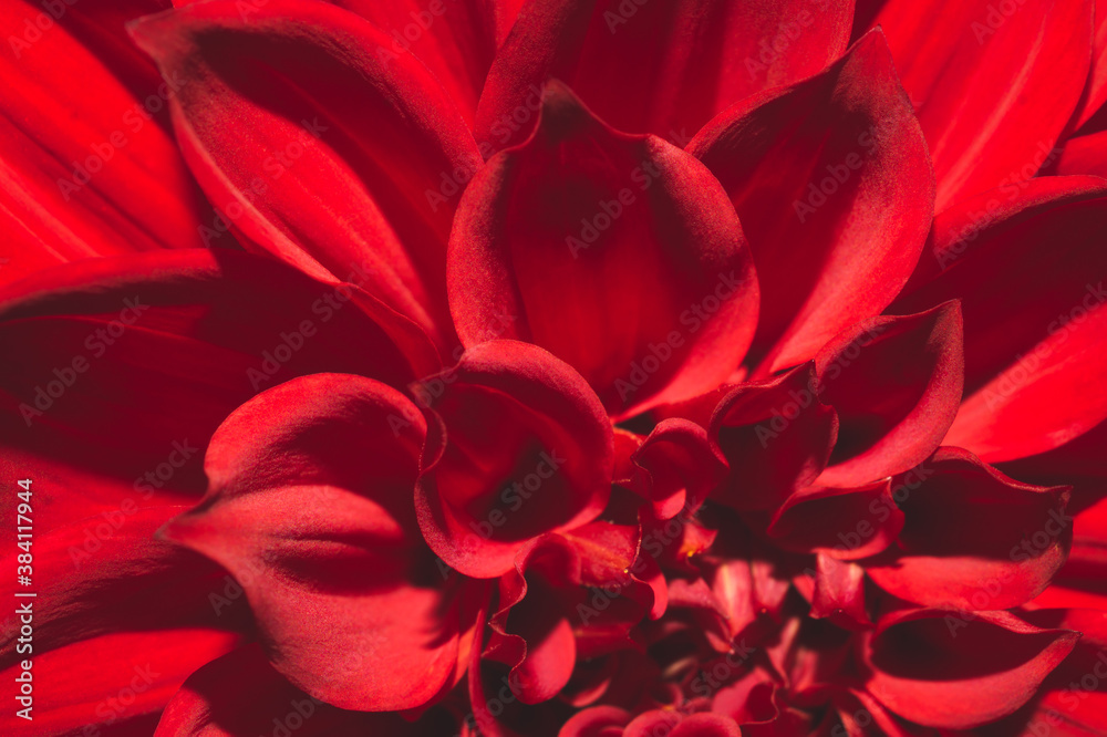 Dahlia flower with red and white petals. floral pattern Dahlia flower with red and white petals. floral pattern
