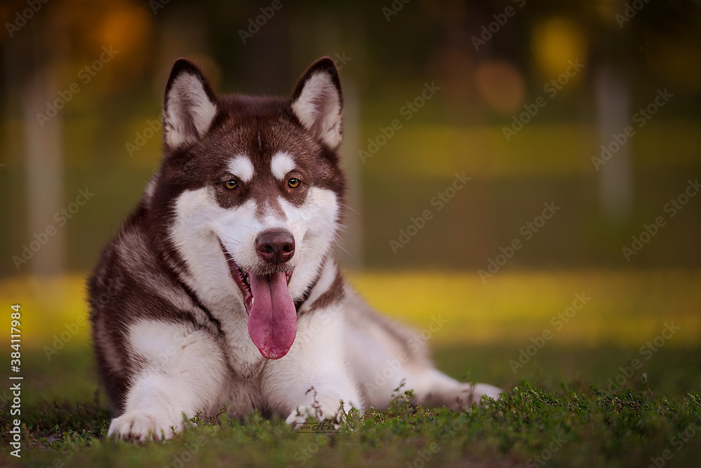 Malamute on the grass Malamute on the grass