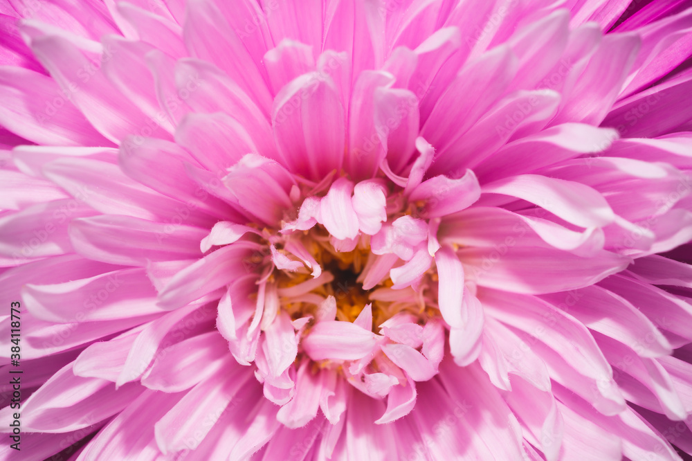 Obraz premium Chrysanthemum flower with pink petals