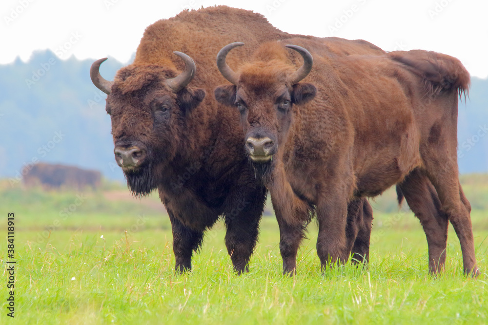 European bison. Wild animal. Bison bonasus.
