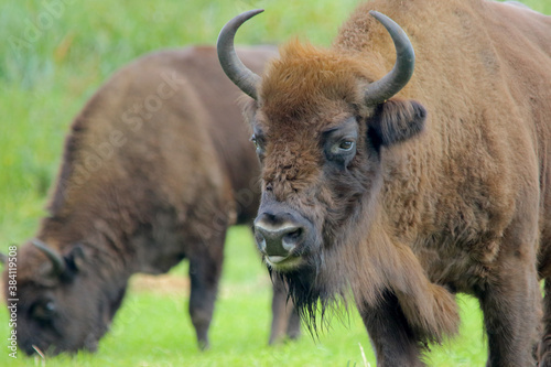 European bison. Wild animal. Bison bonasus.