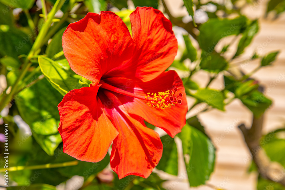 Hibiscus flower grows on a bush at Hawaii resot residence.