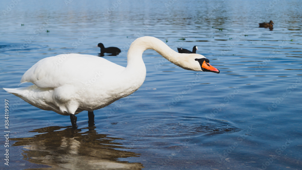 Fototapeta premium White swan stands in the lake