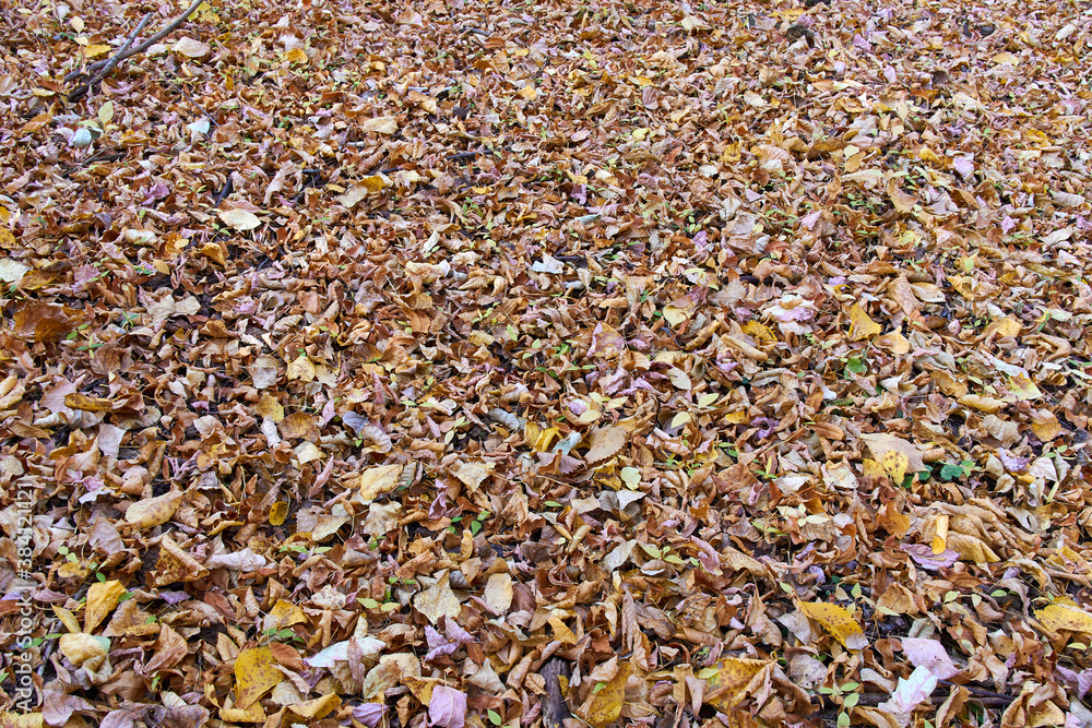 autumn leaves on the ground in the forest