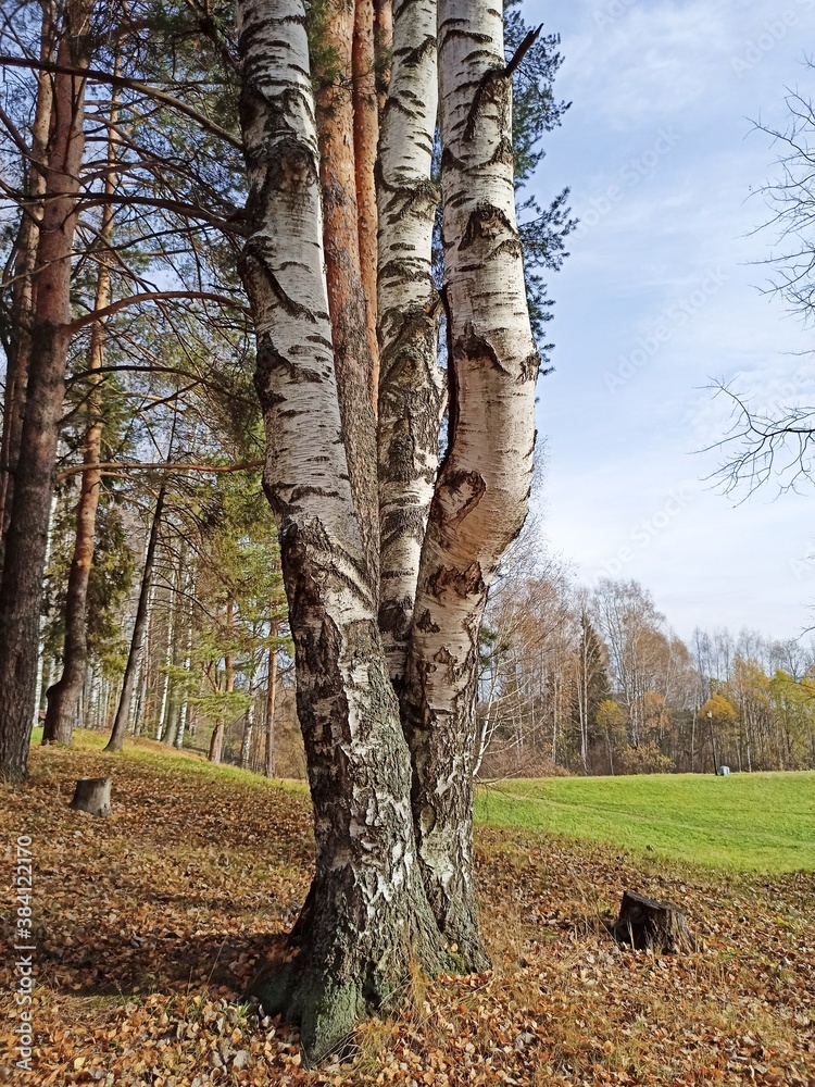 Fototapeta premium tree in autumn