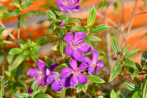 Osbeckia stellata Ham flowers