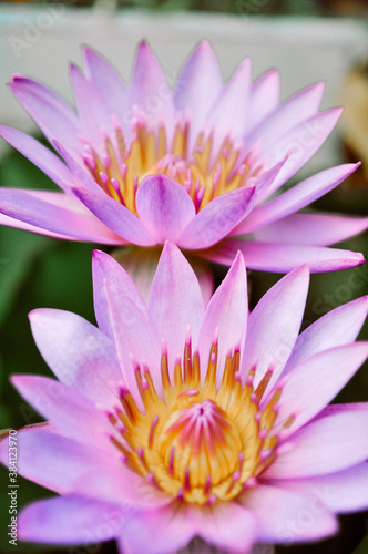 pink lotus flower