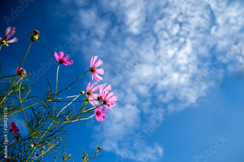 Pink flower and sky for background