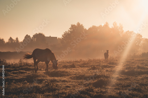 horses in the morning fog