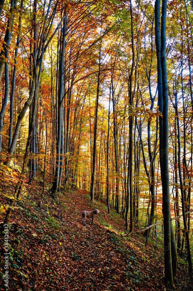 Herbstwald in Niederösterreich