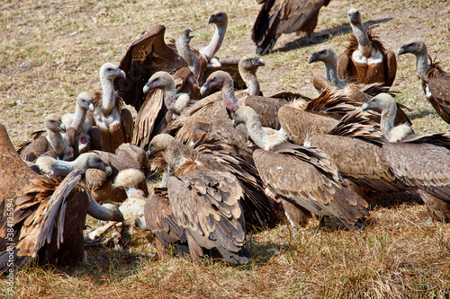 Griffon Vulture, Gyps fulvus, MonfragÃ¼e National Park, Biosphere Reserve, CÃ¡ceres Province, Extremadura, Spain, Europe