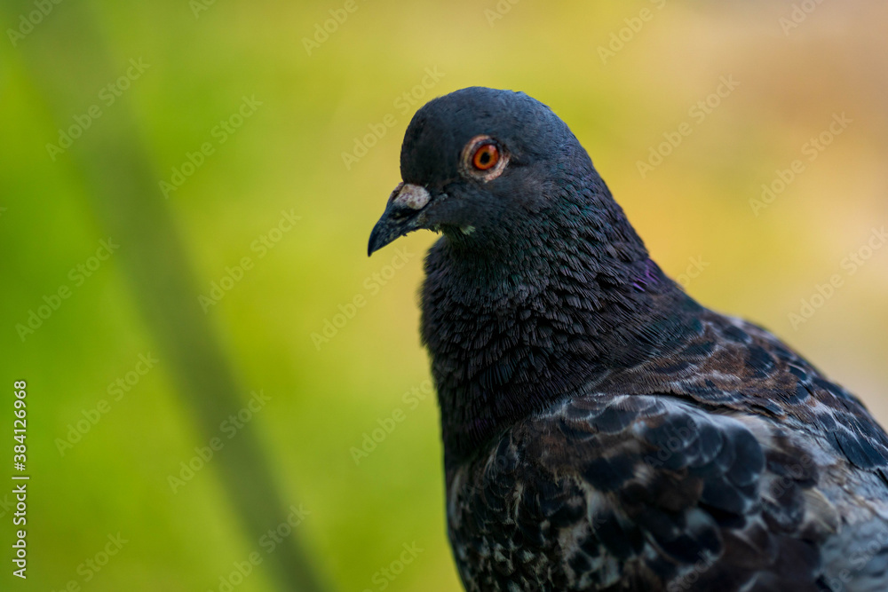 portrait of pigeon portrait of pigeon