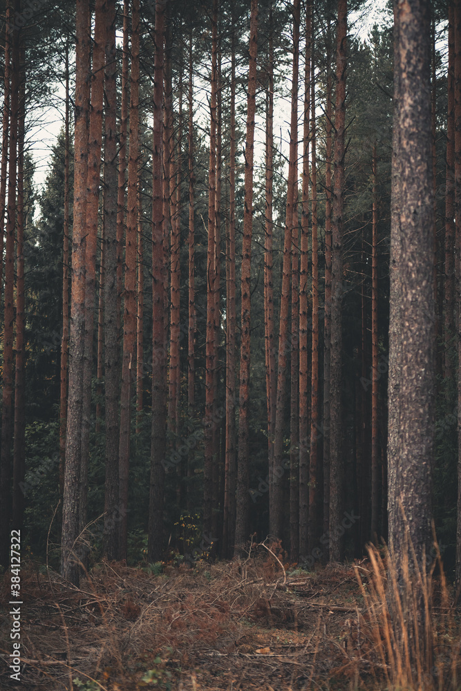 Fototapeta premium straight pine trunks in the forest in evening