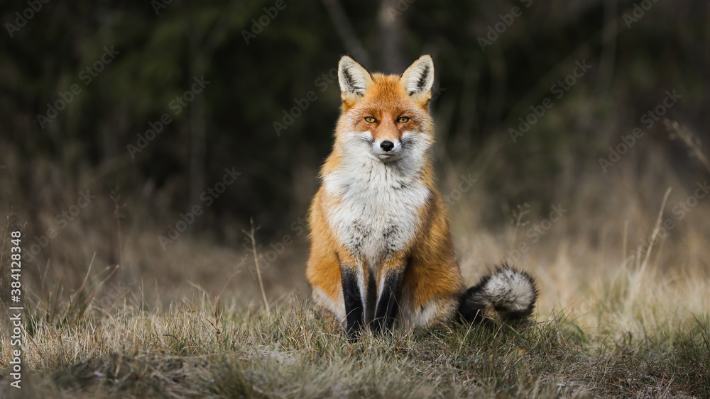 Fototapeta premium Calm red fox, vulpes vulpes, sitting on meadow in autumn nature. Tranquil mammal with orange fur looking to the camera on field in fall. Wild predator watching on grassland with copy space.