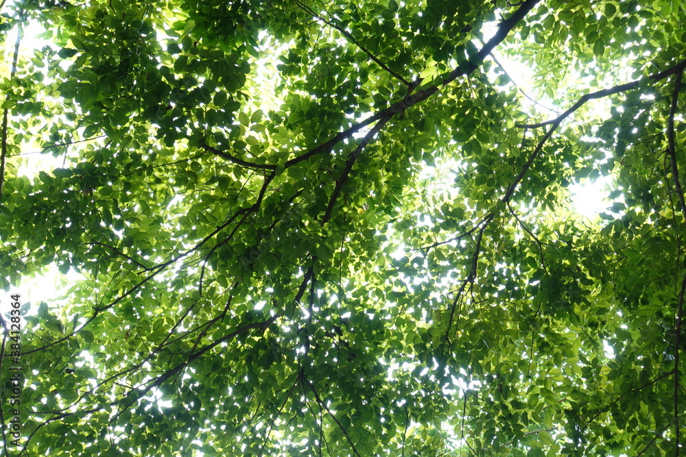 Natural tree shade: Under the green shade With beautiful light shining through. Dark green small tamarind leaf dense, spread branch bush tree shade background. Fresh green treetops in garden Natural tree shade: Under the green shade With beautiful light shining through. Dark green small tamarind leaf dense, spread branch bush tree shade background. Fresh green treetops in garden