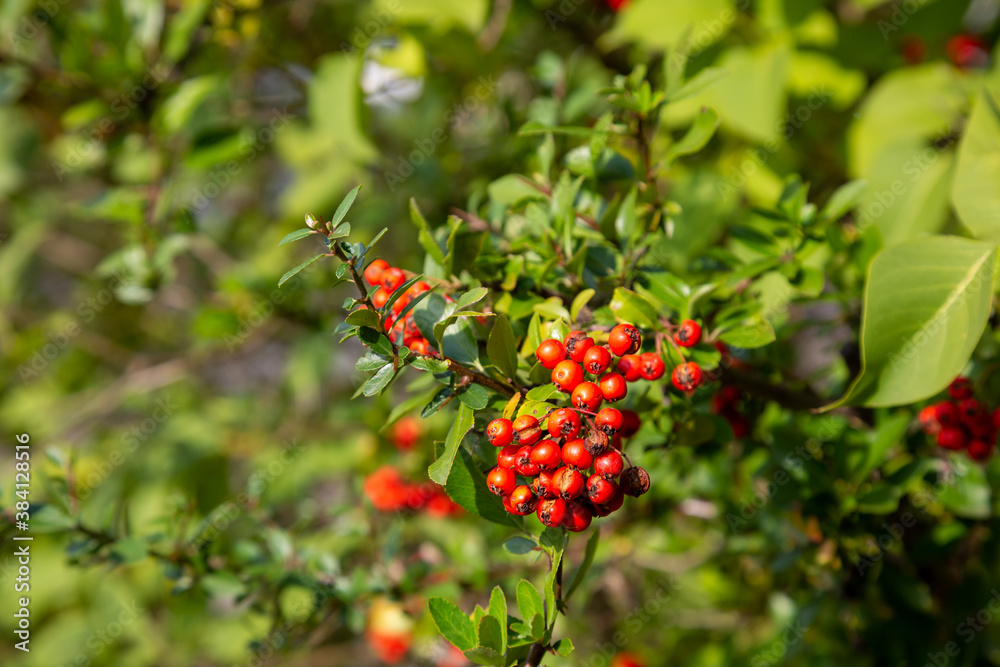 Rote Vogelbeeren im Herbst
Rote Vogelbeeren im Herbst