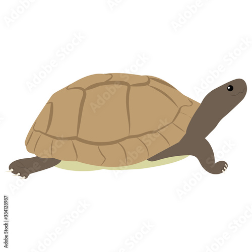 
Sea turtle flat icon vector on white background 
