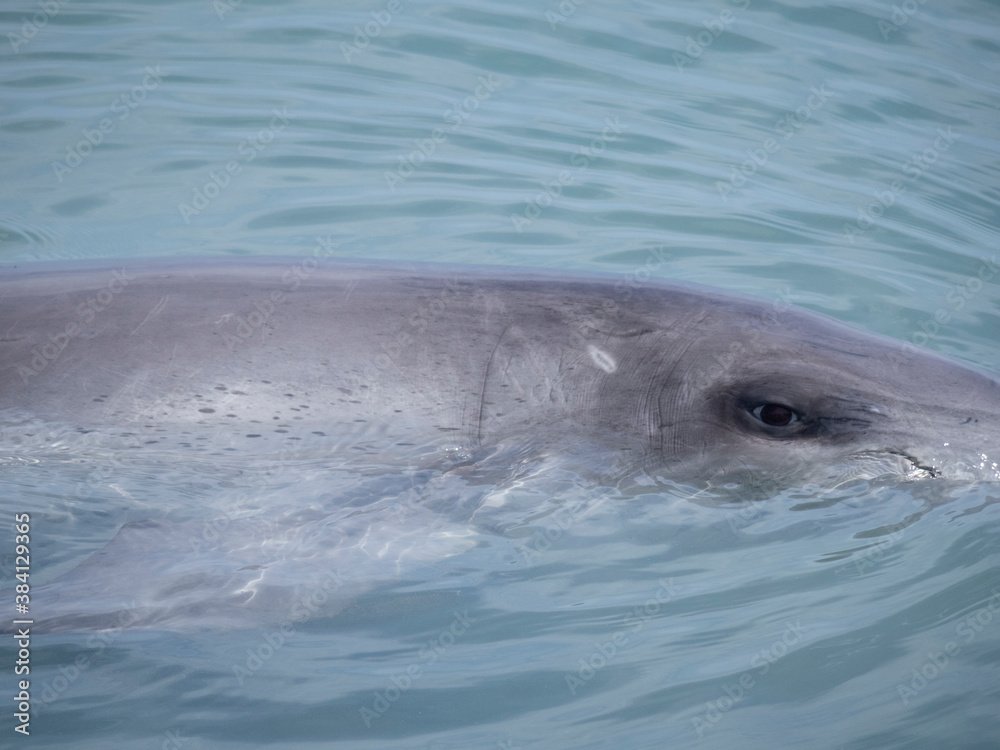 Fototapeta premium dolphin in the water