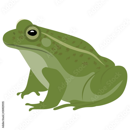  Common water frog in front of a white background 