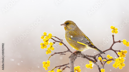 European greenfinch, chloris chloris, sitting on branch with yellow berries in winter. Small yellow bird resting on twig while snowing. Colorful male songbird looking on bough with copy space.