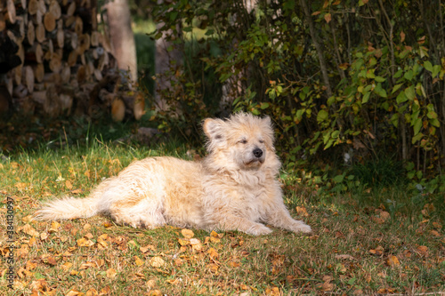 Beige long hair dog with closed eyes lying on the grass in front of green bushes during early autumn time and warming in front of the sun