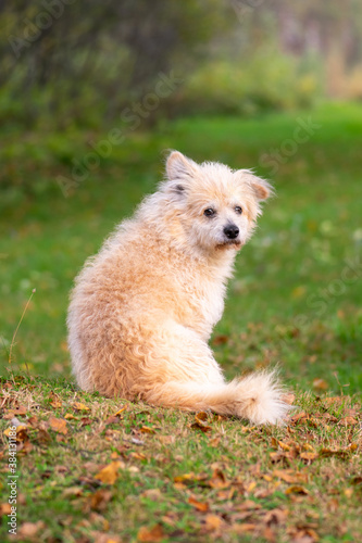 Cute fluffy beige dog sitting on the meadow with one raised ear and watching to the camera