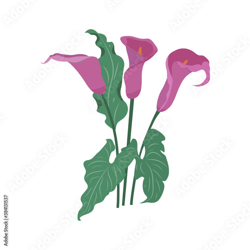 Vector illustration with burgundy callas