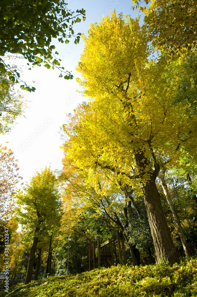 Naklejka premium 銀杏