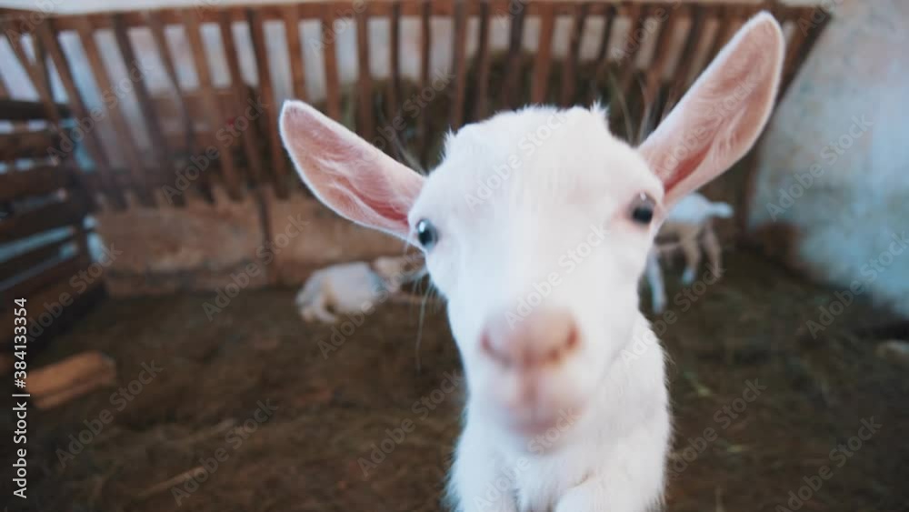 Close-up of lovely adorable white baby goat curiously attacking and sniffing camera. Livestock agriculture. Farmland tour. Domestic animals. Close-up of lovely adorable white baby goat curiously attacking and sniffing camera. Livestock agriculture. Farmland tour. Domestic animals.