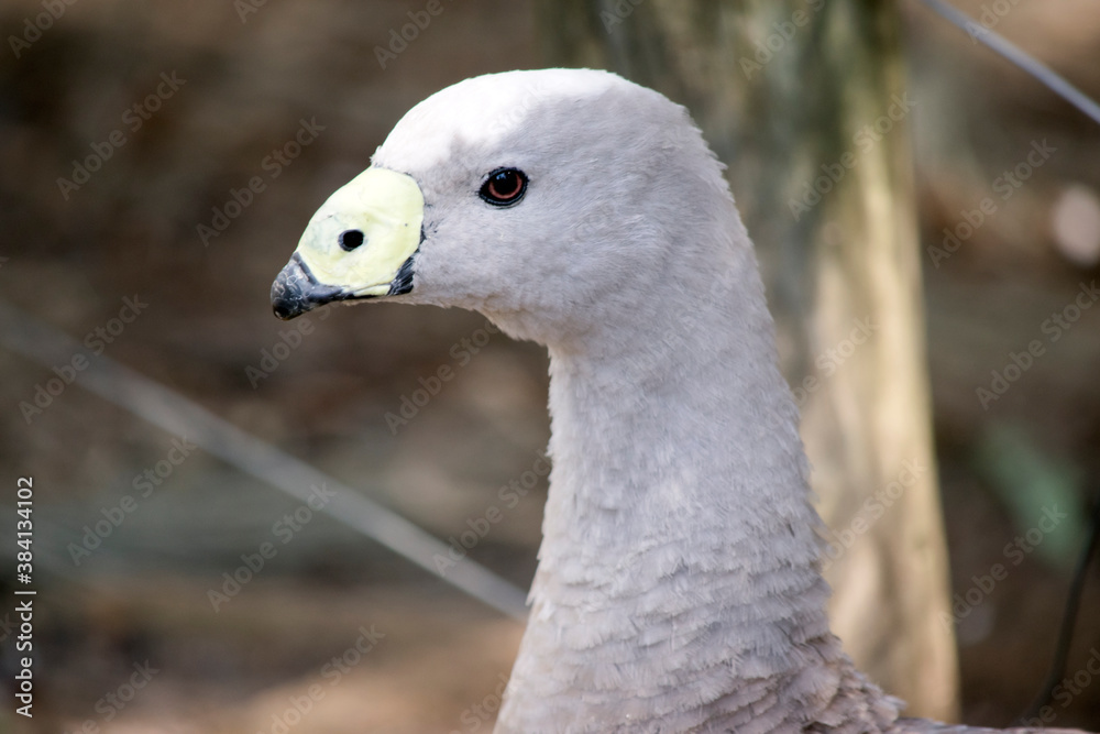 the cape barren goose is grey feathers with black dots and a yellow beak. the cape barren goose is grey feathers with black dots and a yellow beak.