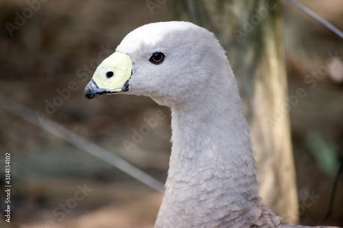 the cape barren goose is grey feathers with black dots and a yellow beak.