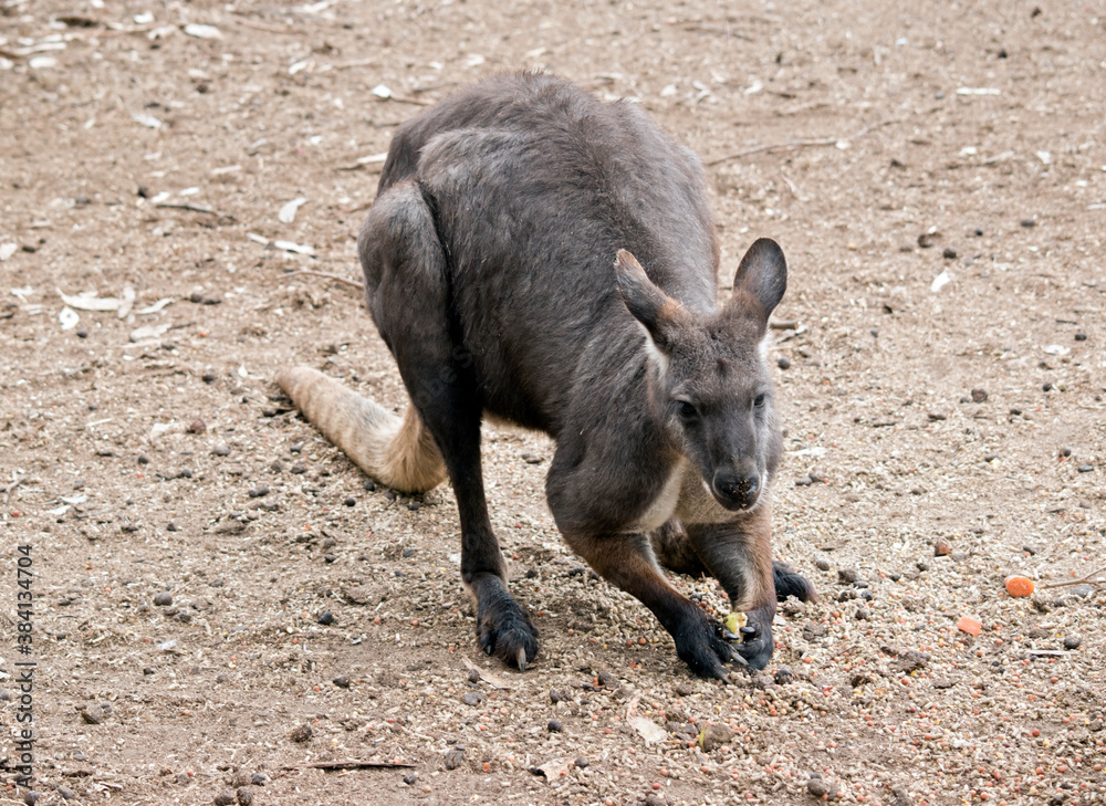 the euro or wallaroo is a very muscular animal the euro or wallaroo is a very muscular animal
