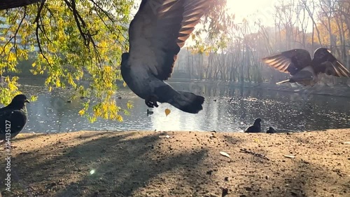 Pigeon birds flying in city park with beautiful pond in background. Slow motion, closeup. 