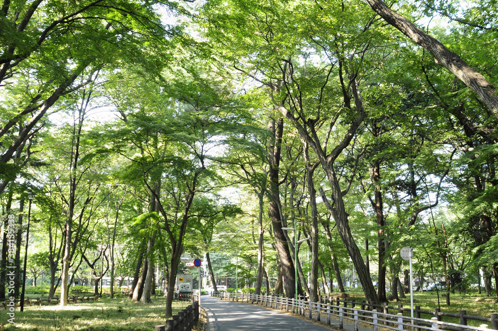 井の頭公園の並木