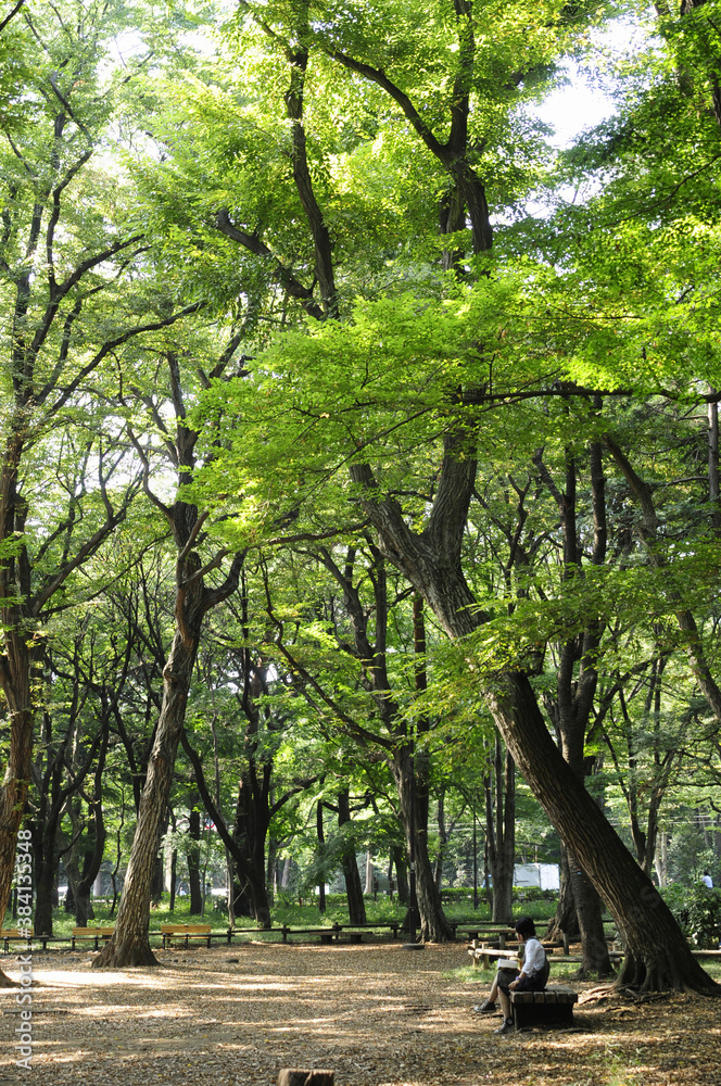 井の頭公園の並木 井の頭公園の並木