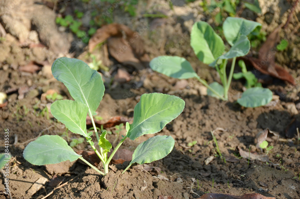 the small ripe green cabbage plant seedlings in the garden. the small ripe green cabbage plant seedlings in the garden.
