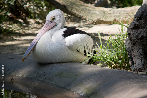 The pelican is a white and black bird with a large pink bill photo