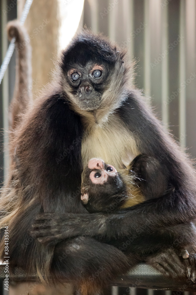 the spider monkey is cuddling her baby the spider monkey is cuddling her baby