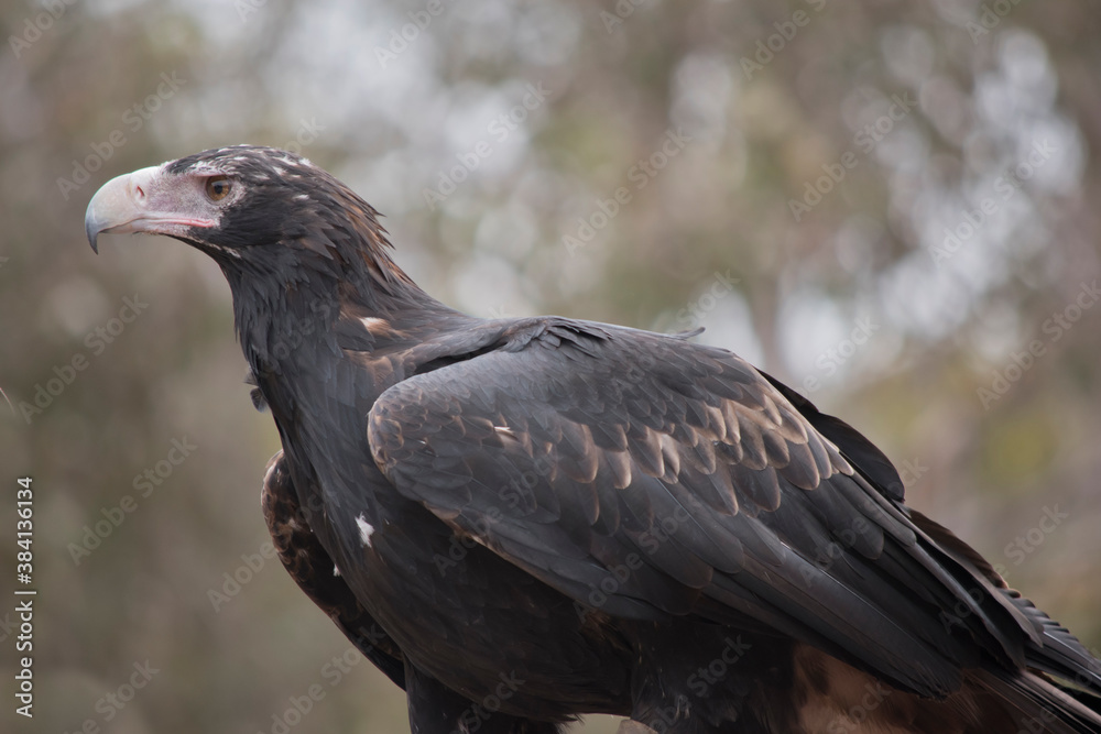 Fototapeta premium this is a side view of a wedge tailed eagle