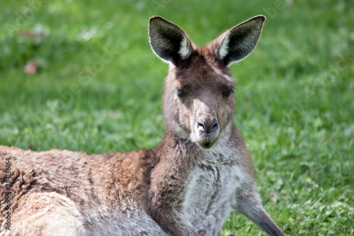 The western grey kangaroo is resting on the grass