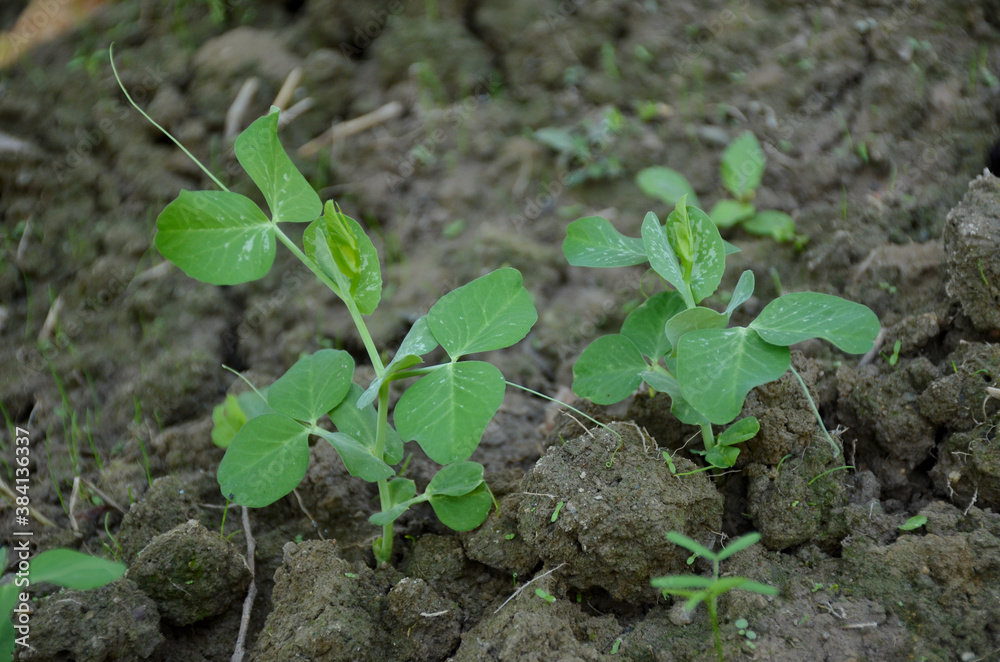 the small ripe green peas plant seedlings in the garden. the small ripe green peas plant seedlings in the garden.