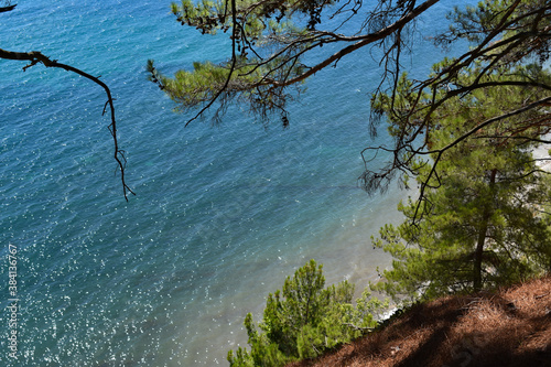 pine branches on the sea background