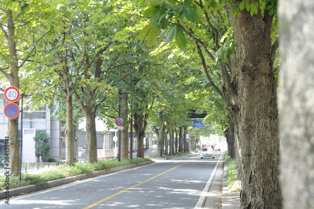 栃木県庁前の並木路