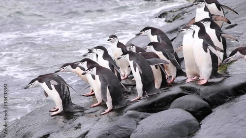 Group of chinstrap penguins diving from the shore to feed on krill in Antarctica. Video of pygoscelis antarcticus colony in Antarctic peninsula entering sea water to forage.