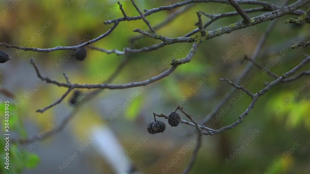Mature walnuts on the bare autumn branches of the tree with the background blurred Mature walnuts on the bare autumn branches of the tree with the background blurred