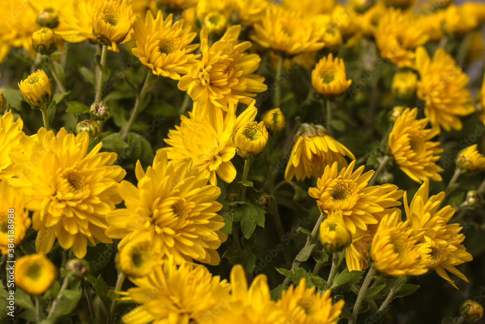 Fototapeta premium Bouquet of yellow chrysanthemums for a gift, autumn flowers close-up.